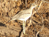 Water Thick-knee Water Thick-knee
